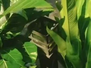 Viral Sejumlah Lampu Taman di Cibinong Bogor Hilang Diduga Dicuri