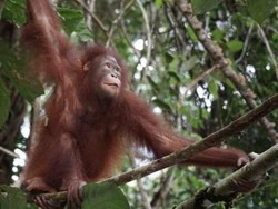 Duo Orangutan, Artemis dan Gieke Akhirnya Pulang ke Kampung Halaman