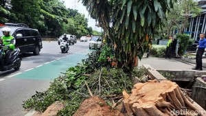 Pohon Tumbang di Jl DI Panjaitan Cawang Kini Ditebang Petugas