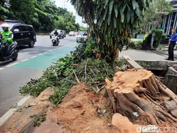 Pohon Tumbang di Jl DI Panjaitan Cawang Kini Ditebang Petugas