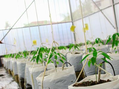 Teknologi IoT Permudah Perawatan Cabai di Greenhouse Kramat Jati