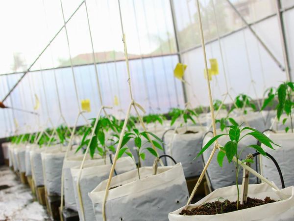 Teknologi IoT Permudah Perawatan Cabai di Greenhouse Kramat Jati