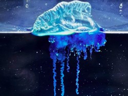 Ubur-ubur Samurai, Spesies Baru Nan Mencolok di Lepas Pantai Jepang