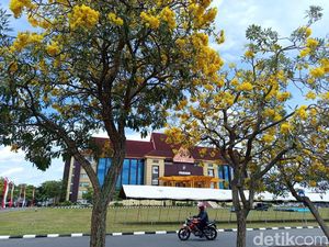 Tepat di Hari Pohon, Tabebuya Bermekaran Indah di Halaman Polda Riau
