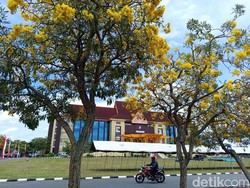 Tepat di Hari Pohon, Tabebuya Bermekaran Indah di Halaman Polda Riau