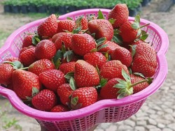 Dokter Beberkan Khasiat Vitamin C untuk Jaga Kesehatan Tubuh