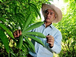 Rebusan Daun Apa yang Ampuh Mengatasi Gula Darah Tinggi? Ini 8 Pilihannya