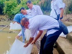 Populasi Ikan Patin di Sungai Musi Rawas Turun, 12 Ribu Benih Ditebar