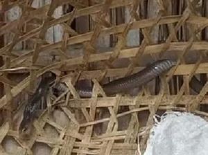 Turis China Tewas di Hostel Canggu hingga Corat-soret Bendera Merah Putih