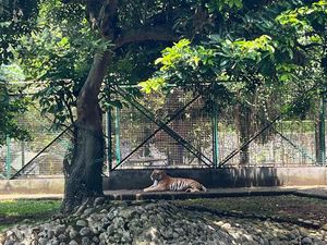 Penjelasan Ragunan soal Alasan Harimau Tampak Lemas di Siang Hari