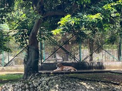 Penjelasan Ragunan soal Alasan Harimau Tampak Lemas di Siang Hari