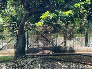 Pengelola Ragunan Sebut Harimau Kurus Terjadi 2022 Lalu Diviralkan Lagi