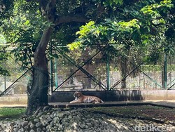 Pengelola Ragunan Sebut Harimau Kurus Terjadi 2022 Lalu Diviralkan Lagi