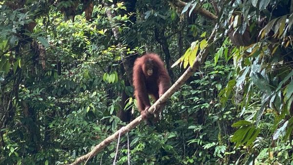 Potret Pelepasliaran Artemis dan Gieke