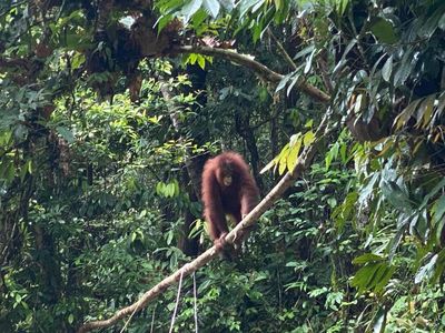 Potret Pelepasliaran Artemis dan Gieke