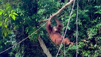 Pelepasliaran Artemis dan Gieke, 2 Orang Utan yang Lahir di Sekolah Hutan