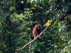BOSF Nilai Komunikasi Kemenhut Terbuka Bahas Konservasi