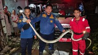Evakuasi Dramatis Sanca 4 Meter di Pawidean Indramayu