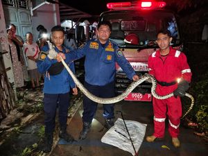 Evakuasi Dramatis Sanca 4 Meter di Pawidean Indramayu