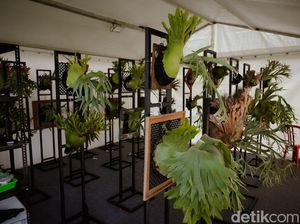 Simbar Tanduk Rusa Dipamerkan di Badung, Harga Tembus Rp 5 Juta