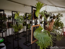 Simbar Tanduk Rusa Dipamerkan di Badung, Harga Tembus Rp 5 Juta