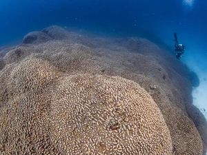 Terumbu Karang Hewan atau Tumbuhan? Ini Fakta Si Raksasa di Lautan