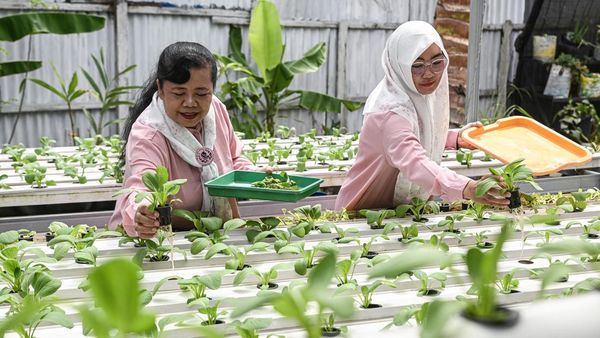 Warga Dumai Olah Lahan Tidur Jadi Kebun Hidroponik Pakcoy dan Aquaponik Ikan
