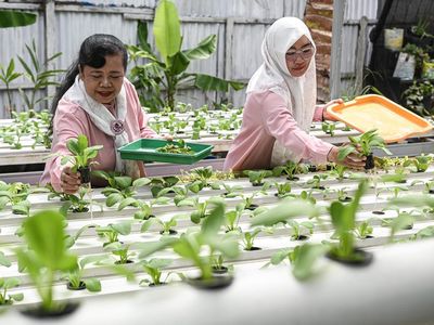 Warga Dumai Olah Lahan Tidur Jadi Kebun Hidroponik Pakcoy dan Aquaponik Ikan