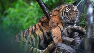 Evakuasi Harimau Sumatera Terjebak Jerat di Agam