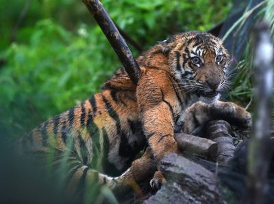 Evakuasi Harimau Sumatera Terjebak Jerat di Agam