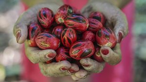 Harga Pala Naik, Petani Maluku Utara Kian Terangkat