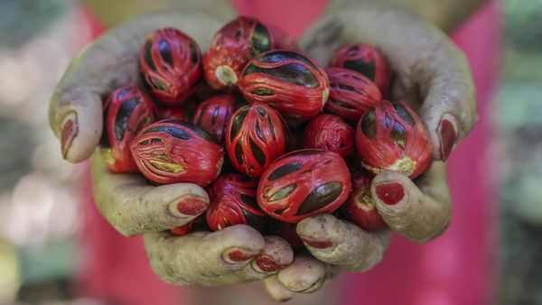 Harga Pala Naik, Petani Maluku Utara Kian Terangkat