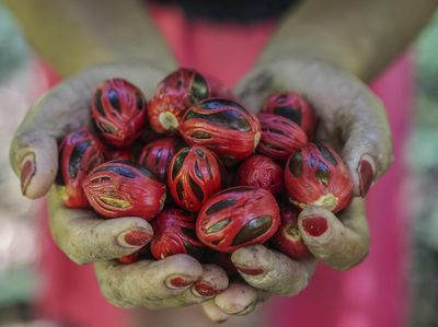 Harga Pala Naik, Petani Maluku Utara Kian Terangkat