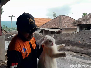 Relawan Evakuasi Kucing Peliharaan dari Lokasi Terdampak Erupsi Semeru