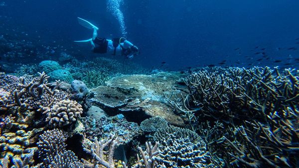 Pesona Bawah Laut Tomia Dongkrak Wisata Wakatobi