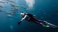 Hari Laut Sedunia: Surga Wisata yang Diam-Diam Terluka