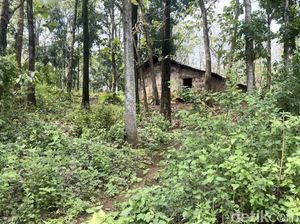 Manusia Hutan Mojokerto-Jombang Bisa Panen 8 Ton Jagung di Musim Hujan