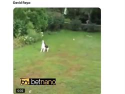 Raya diledek bak anjing yang viral karena gagal menangkap bola yang dilempar pemiliknya. Bola ke mana, ngejarnya ke mana. (Foto: X.com/@TrollFootball)