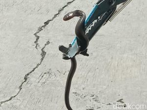 Hii! Ular Kobra Jumbo Terciduk Mangsa Telur Entok di Klaten