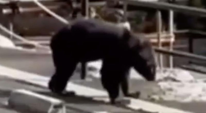 Chef Ramen Ini Tetap Kerja usai Diserang Beruang