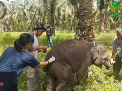 Sedih, Anak Gajah Laila Mati di Pusat Konservasi