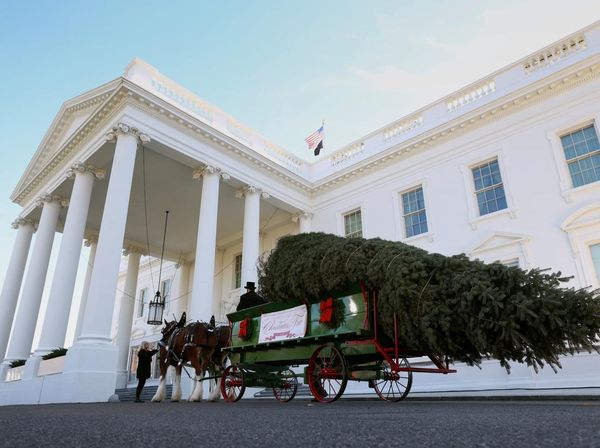 Pohon Natal Resmi Gedung Putih Tiba, Disambut oleh Melania Trump
