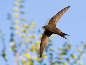 Kapinis, Penjelajah Langit yang Terbang 10 Bulan Tanpa Menjejak Tanah