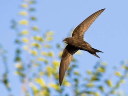 Kapinis, Penjelajah Langit yang Terbang 10 Bulan Tanpa Menjejak Tanah