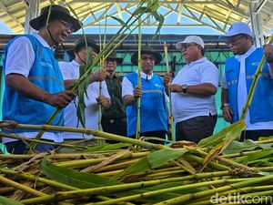 Demi Pensiunkan Batu Bara, Lahan Tandus di Palabuhanratu Ditanami Sorgum