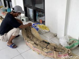 Fosil Gading Gajah Purba Berusia Jutaan Tahun Ditemukan di Patiayam Kudus