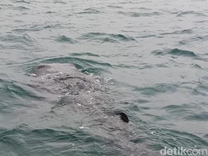 Melihat Tingkah Gemas Kawanan Hiu Tutul di Pantai Bentar Probolinggo