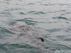 Melihat Tingkah Gemas Kawanan Hiu Tutul di Pantai Bentar Probolinggo
