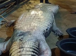 Buaya Raksasa 585 Kg Mati Usai Mogok Makan, Ditemukan Pisau-TV di Perutnya