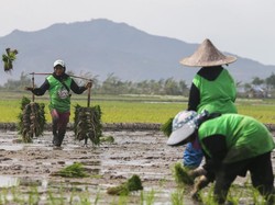 Video Mentan Targetkan Papua Bisa Swasembada Pangan dalam 2 Tahun